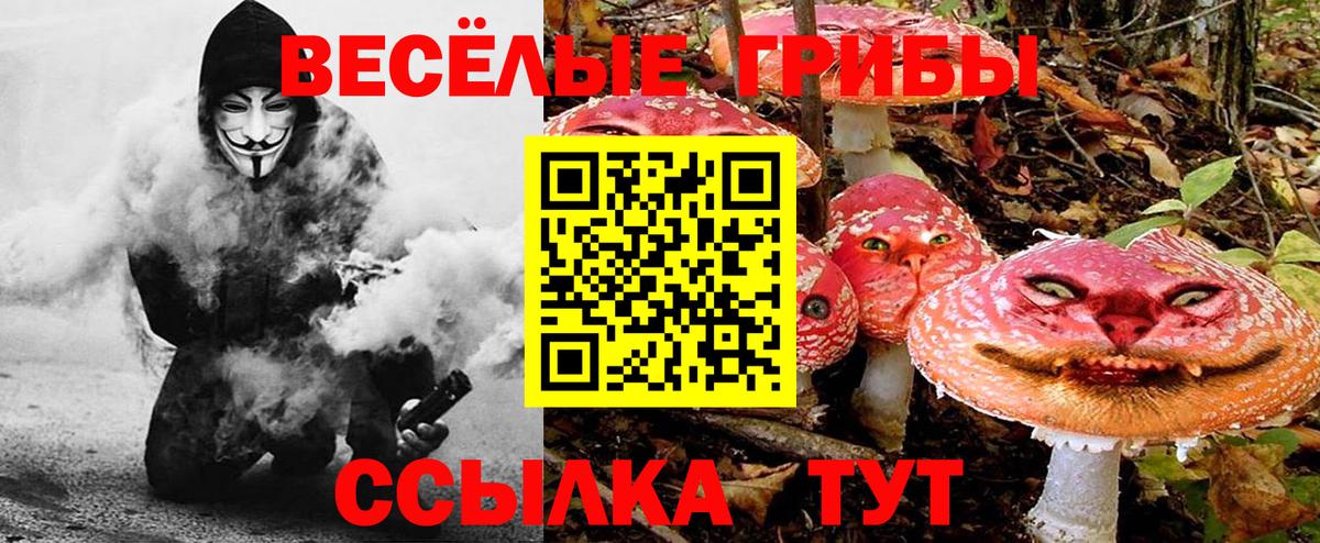 Галлюциногенные грибы Psilocybine cubensis Барнаул